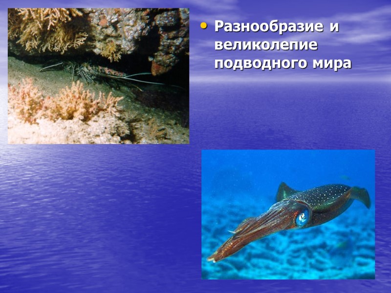 Разнообразие и великолепие подводного мира